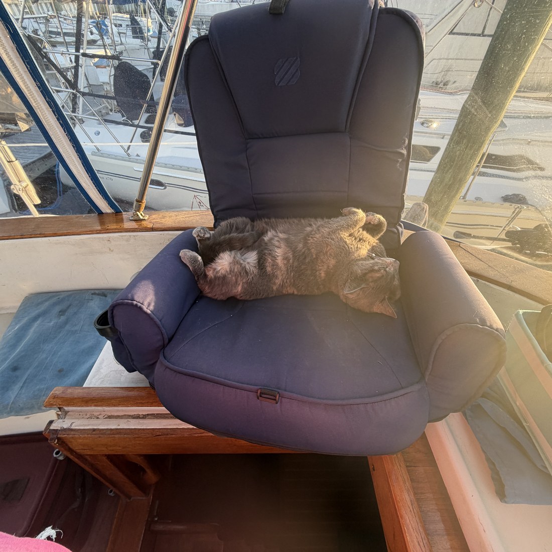 Sunny curled up asleep on a cockpit cushion