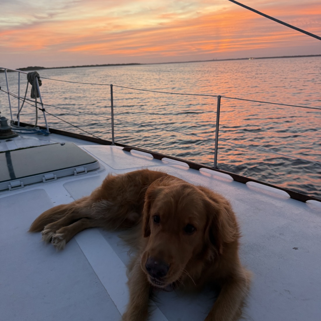 Sunny stretched out on the foredeck at sunset