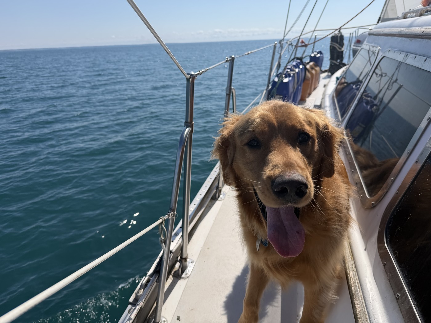 Sunny the golden retriever on deck